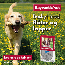 Bayvantic Banner B Juli 2025