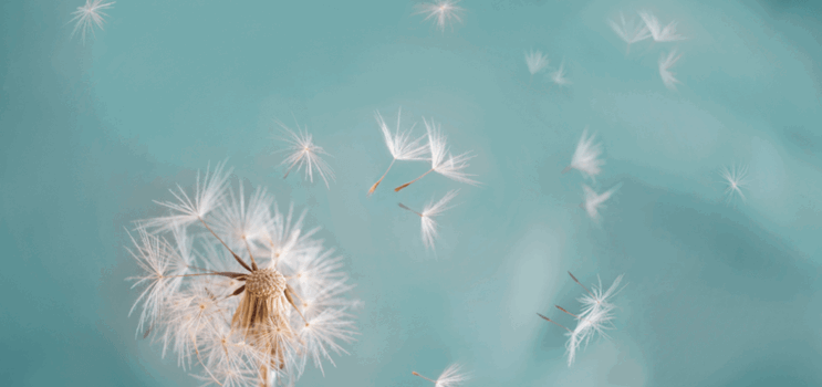 Tager pollen energien fra dig?