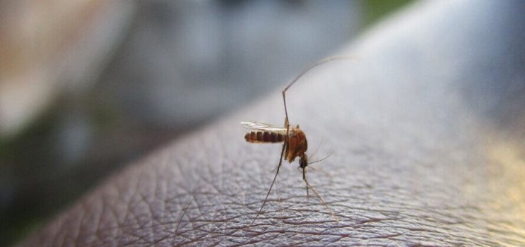 Plaget af og myggestik? » Læs vores gode råd mod myg!