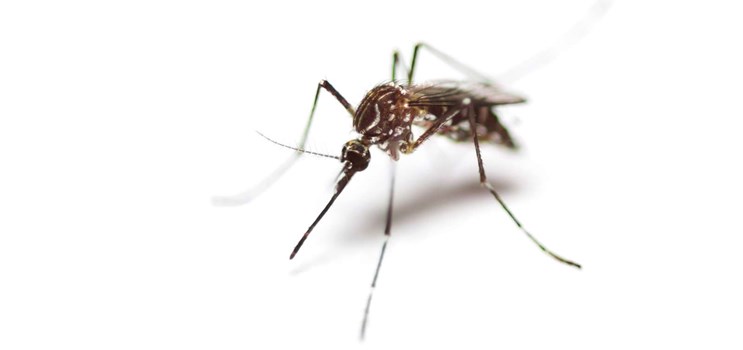 Hunnerne er de værste – undgå myggestik