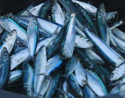 Tag fiskeolie hvis du ikke spiser fisk nok