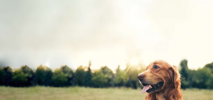 Kritisk pubertet Tænk fremad Beskyt din hund mod flåtangreb » Læs 7 gode råd mod flåter her!