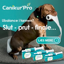 Canikur Pro Banner A D D Sep 2022 Px