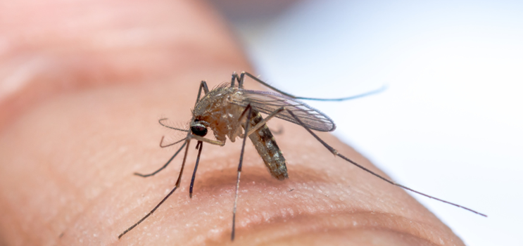 Mygafvisende tips og tricks: Sådan beskytter du dig mod myg