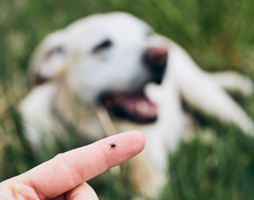 Sådan beskytter du din hund mod flåter og lopper